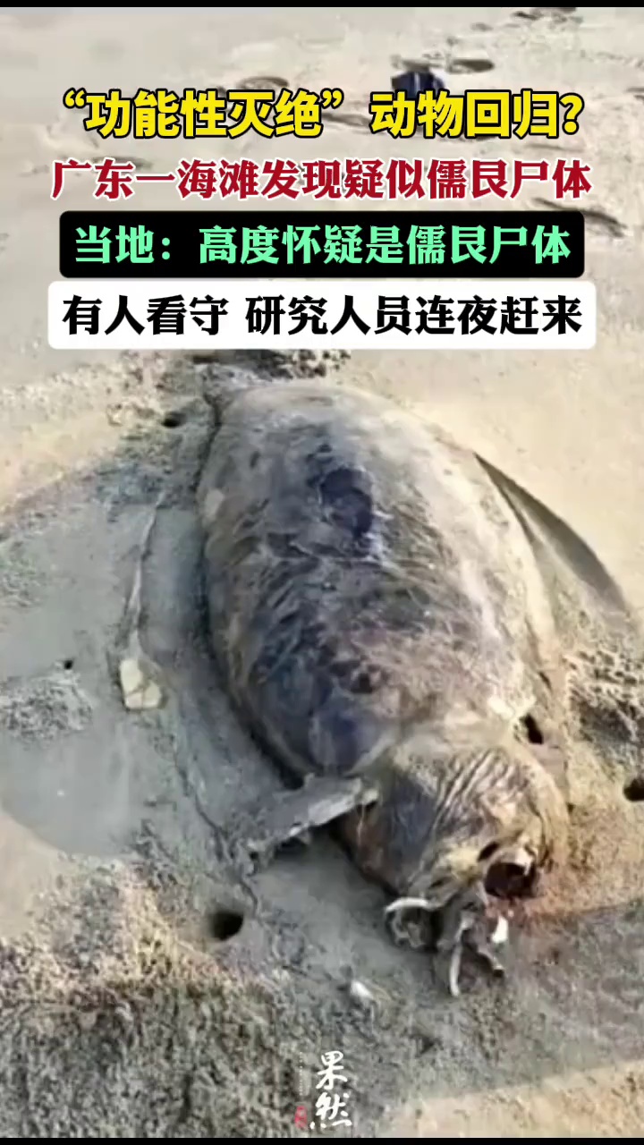 广东湛江发现疑似儒艮尸体，待鉴定