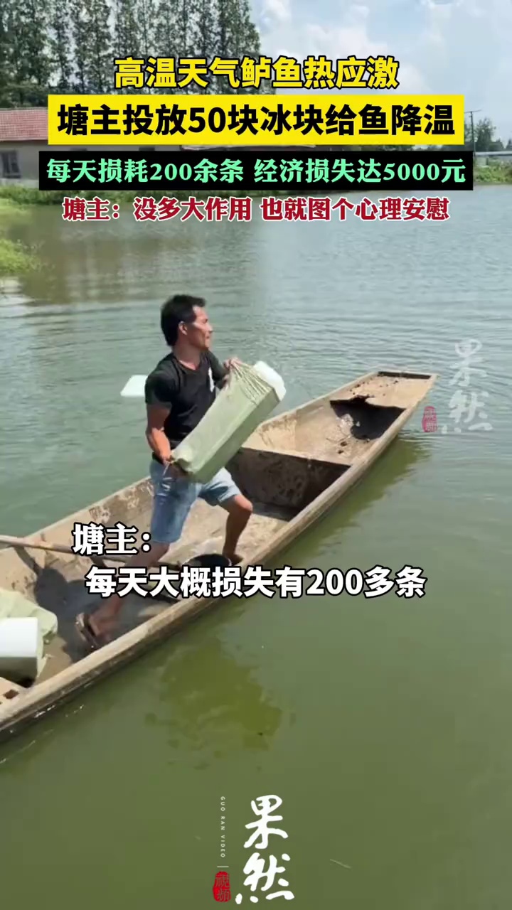 高温天塘主投放50块冰块给鱼降温（荔枝新闻）