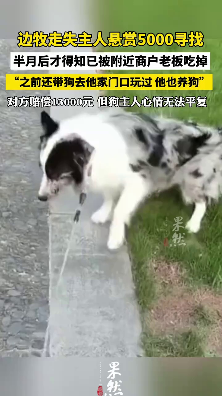 主人悬赏5000找狗 半月后才发现被附近商铺老板吃掉 老板自己也养狗