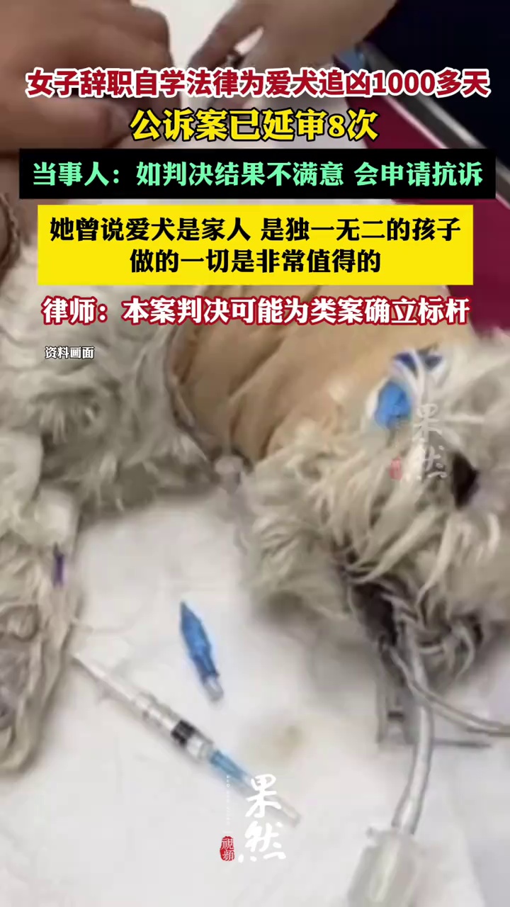 女子辞职自学法律为爱犬追凶千余天，公诉案已延审8次，当事人：如判决结果不满意，会申请抗诉（极目新闻）