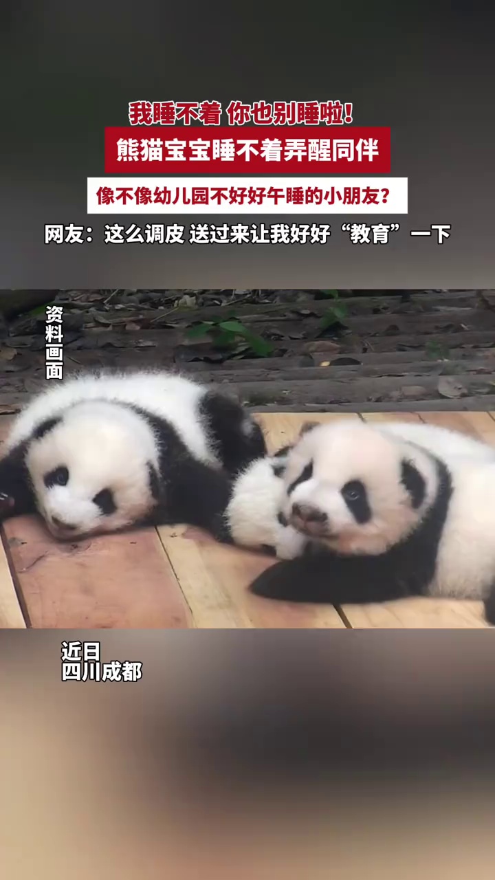 “我睡不着，你也别睡了”，熊猫宝宝睡不着弄醒同伴，网友：这么调皮送过来，让我好好教育一下