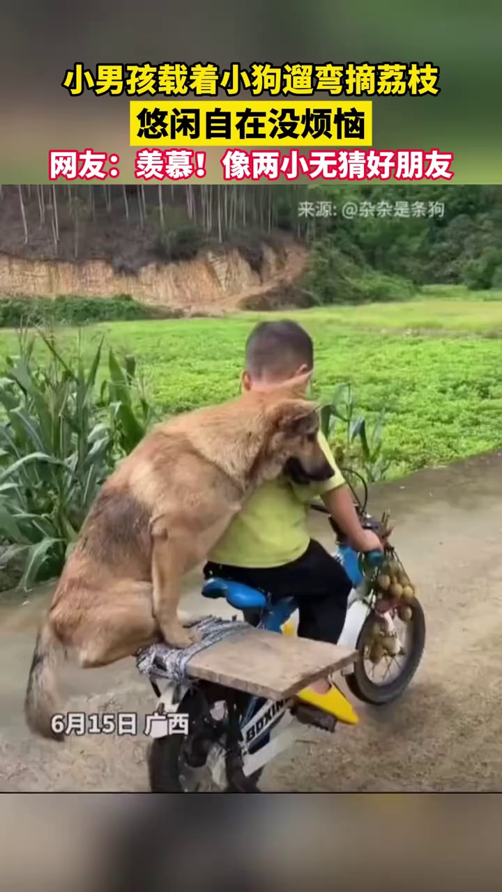小男孩载着小狗遛弯摘荔枝，悠闲自在没烦恼