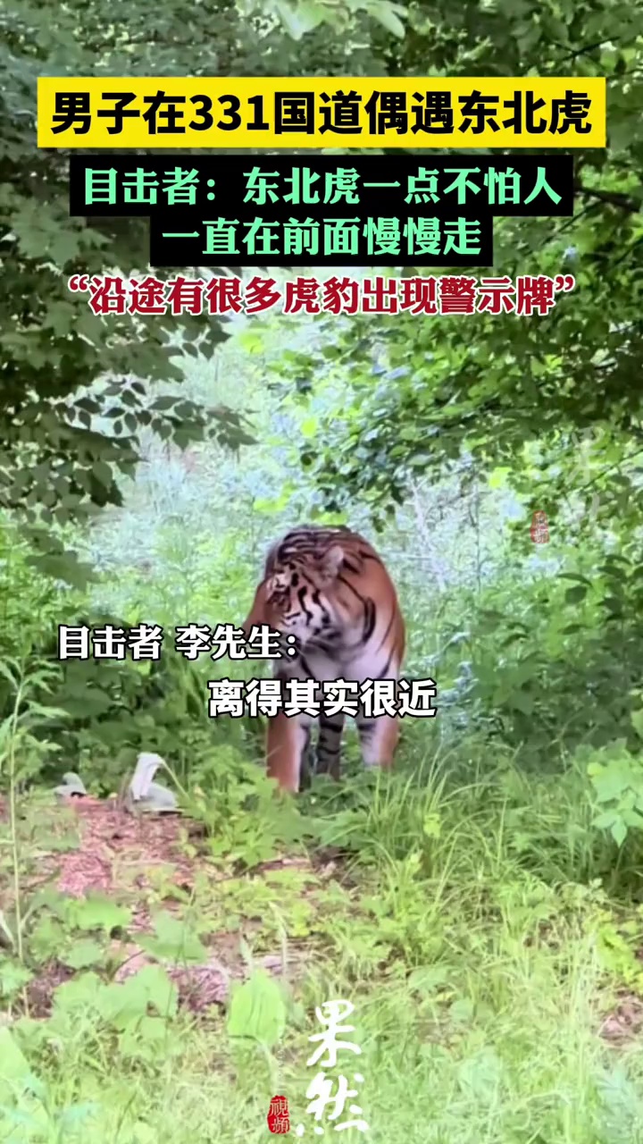 男子在331国道偶遇东北虎遛弯（荔枝新闻）
