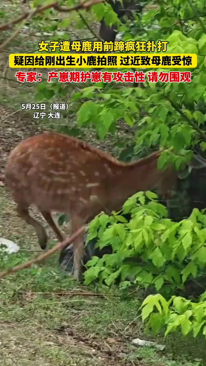 女子遭母鹿用前蹄疯狂扑打，疑因给刚出生小鹿拍照