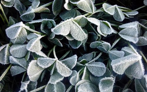 富贵草头露人生瓦上霜霜降是最后的限数是逃不脱的命运