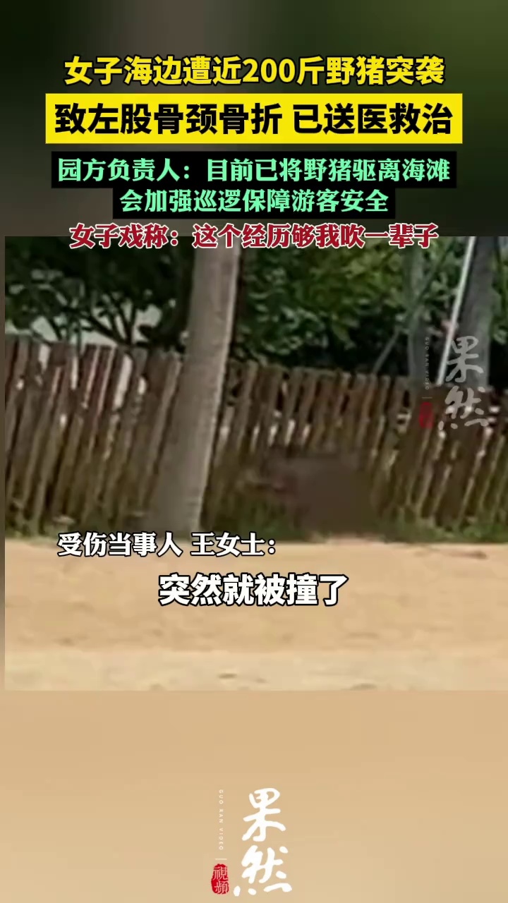 女子海边游玩遭近200斤野猪突袭（第一现场）
