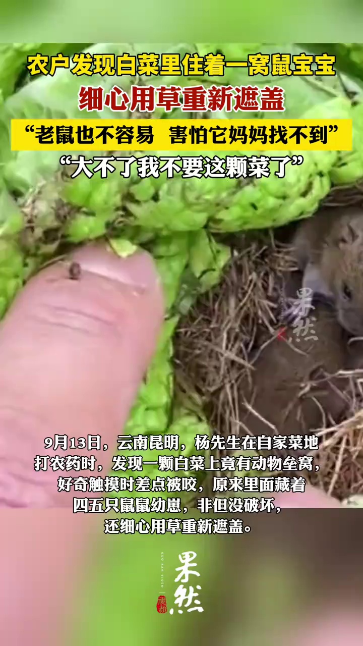 农户发现白菜里住着一窝鼠宝宝。“老鼠也不容易，害怕它妈妈找不到它们”（荔枝新闻）