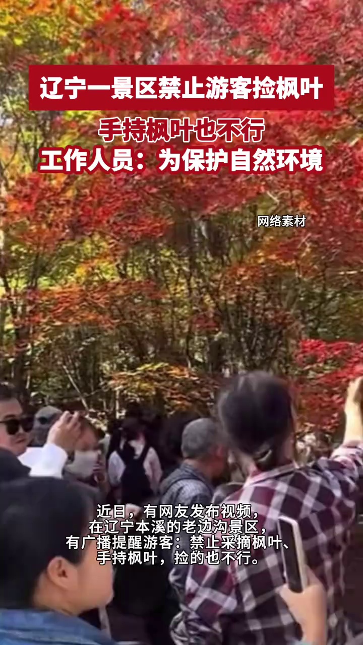 辽宁一景区禁止游客捡枫叶，手持枫叶也不行，工作人员：为保护自然环境