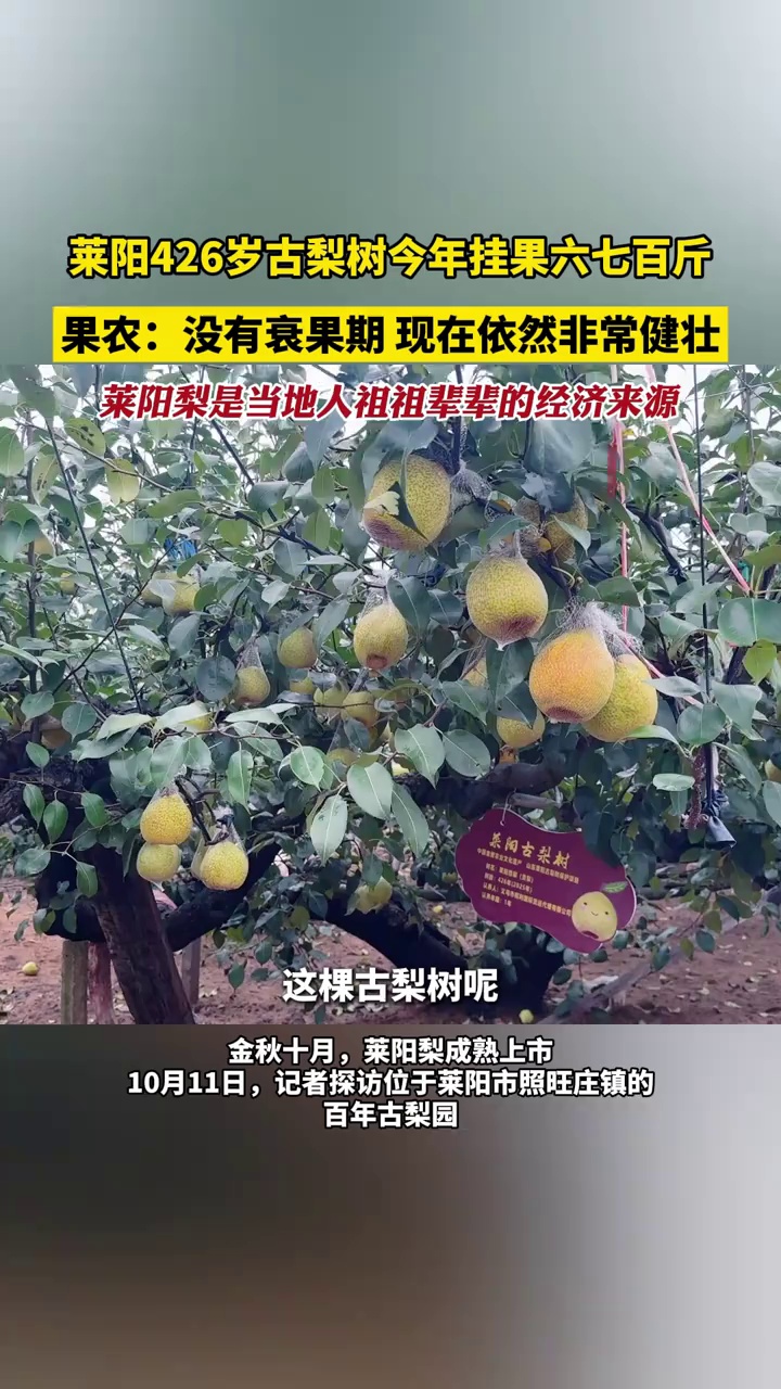 莱阳426岁古梨树今年挂果六七百斤，果农：没有衰果期，现在依然非常健壮，莱阳梨是当地人祖祖辈辈的经济来源。#烟台 #莱阳梨 #古梨树 