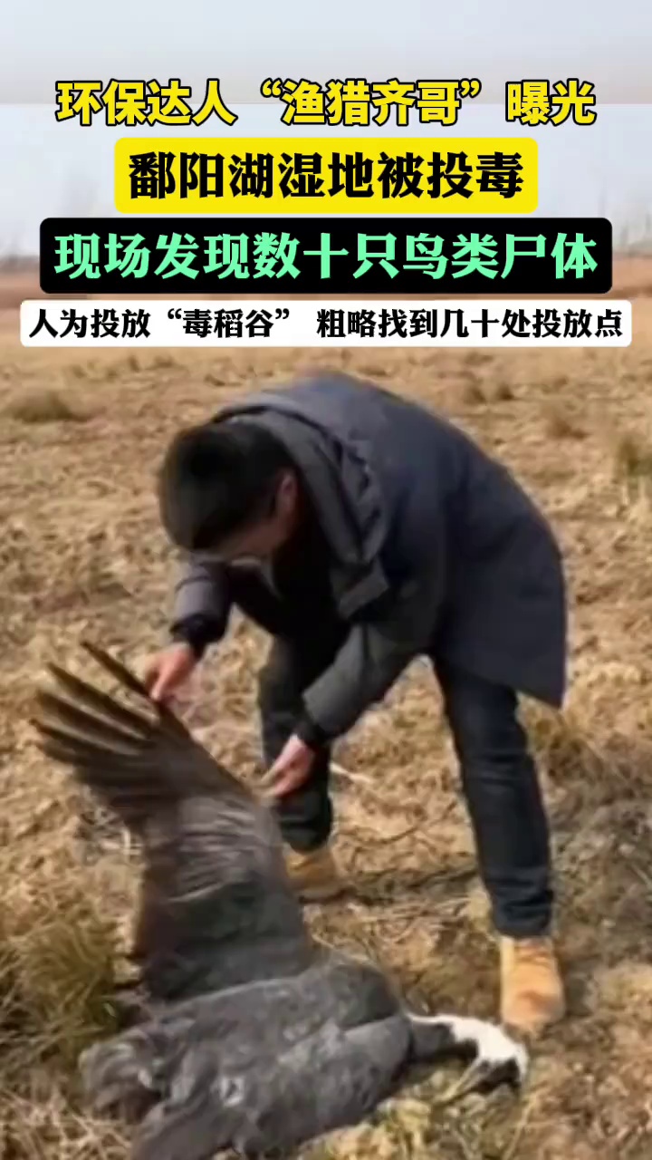 初步判断是有人带着大量掺毒的谷类，沿着滩涂往深处不断投放，不少大雁都是直接在毒稻谷旁边死亡，毒药的药性应该非常强。