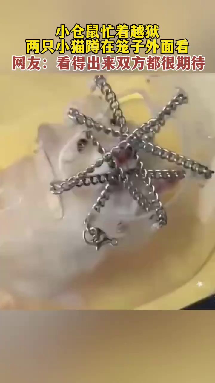小仓鼠忙着越狱，两只小猫在笼子外看着！网友：看得出来双方都很期待！