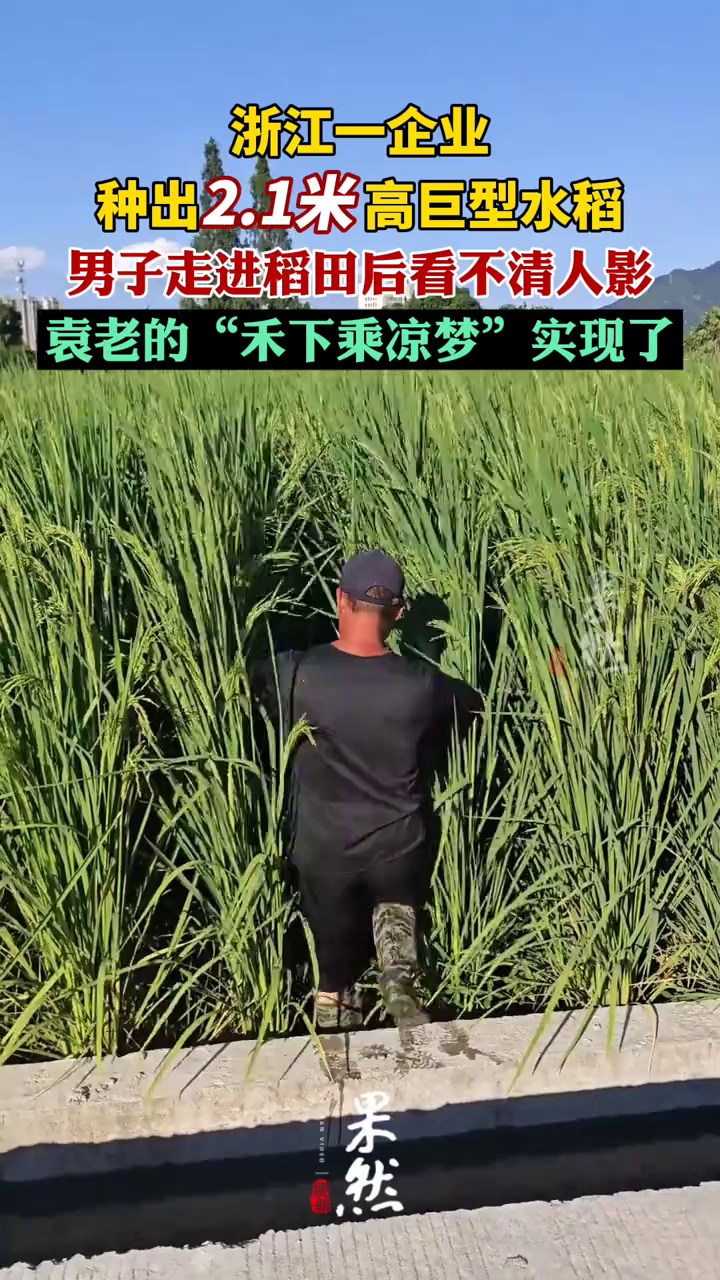 浙江一企业种出2.1米高的巨型水稻（极目新闻）