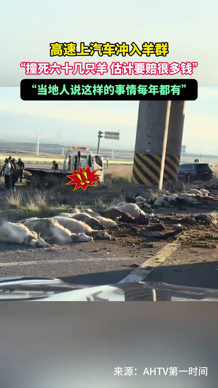 青海海西，高速上汽车冲入羊群撞死六十几只羊，目击者：估计要赔很多钱