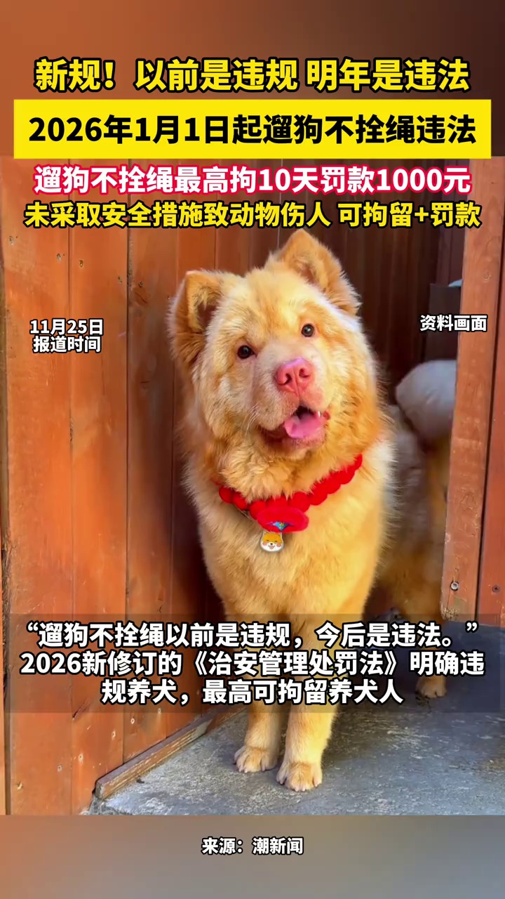 新规！以前是违规，明年是违法，2026年1月1日起遛狗不拴绳违法