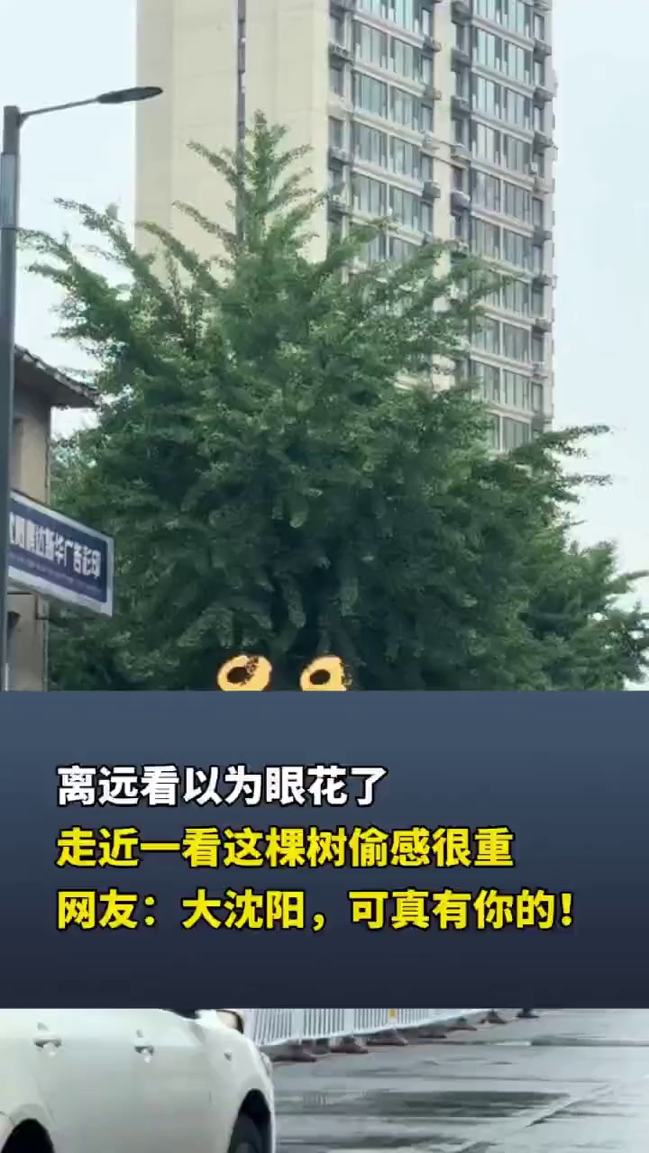 离远看以为眼花了，走近一看这棵树偷感很重，网友：大沈阳，可真有你的！