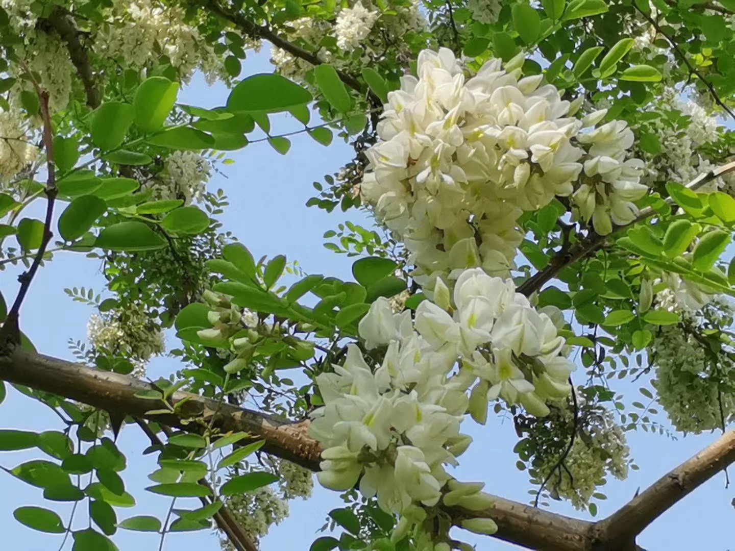 午餐槐林四合院,野菜油炸槐花瓣. 文友聲聲開懷笑,舉杯換盞鬥詩篇.