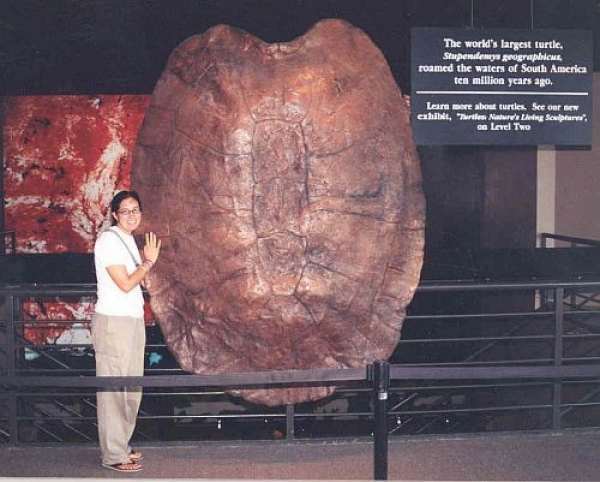 侏罗纪公园巨齿古巨龟图片