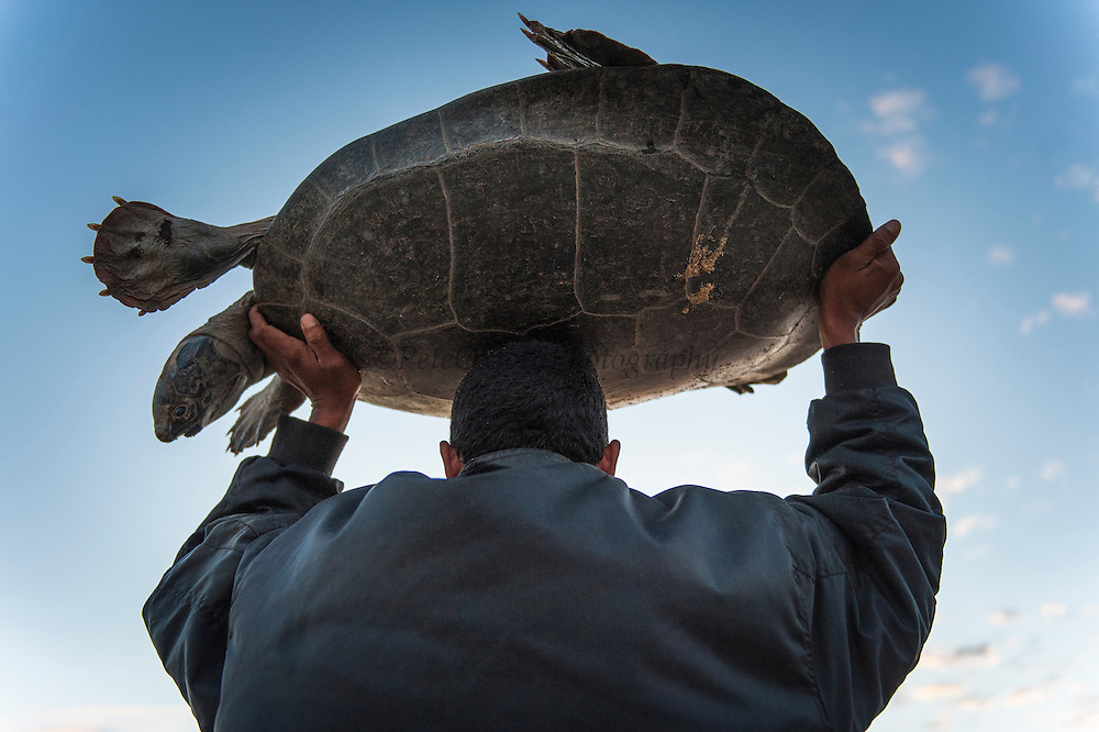最大的巨型巴西龟图片