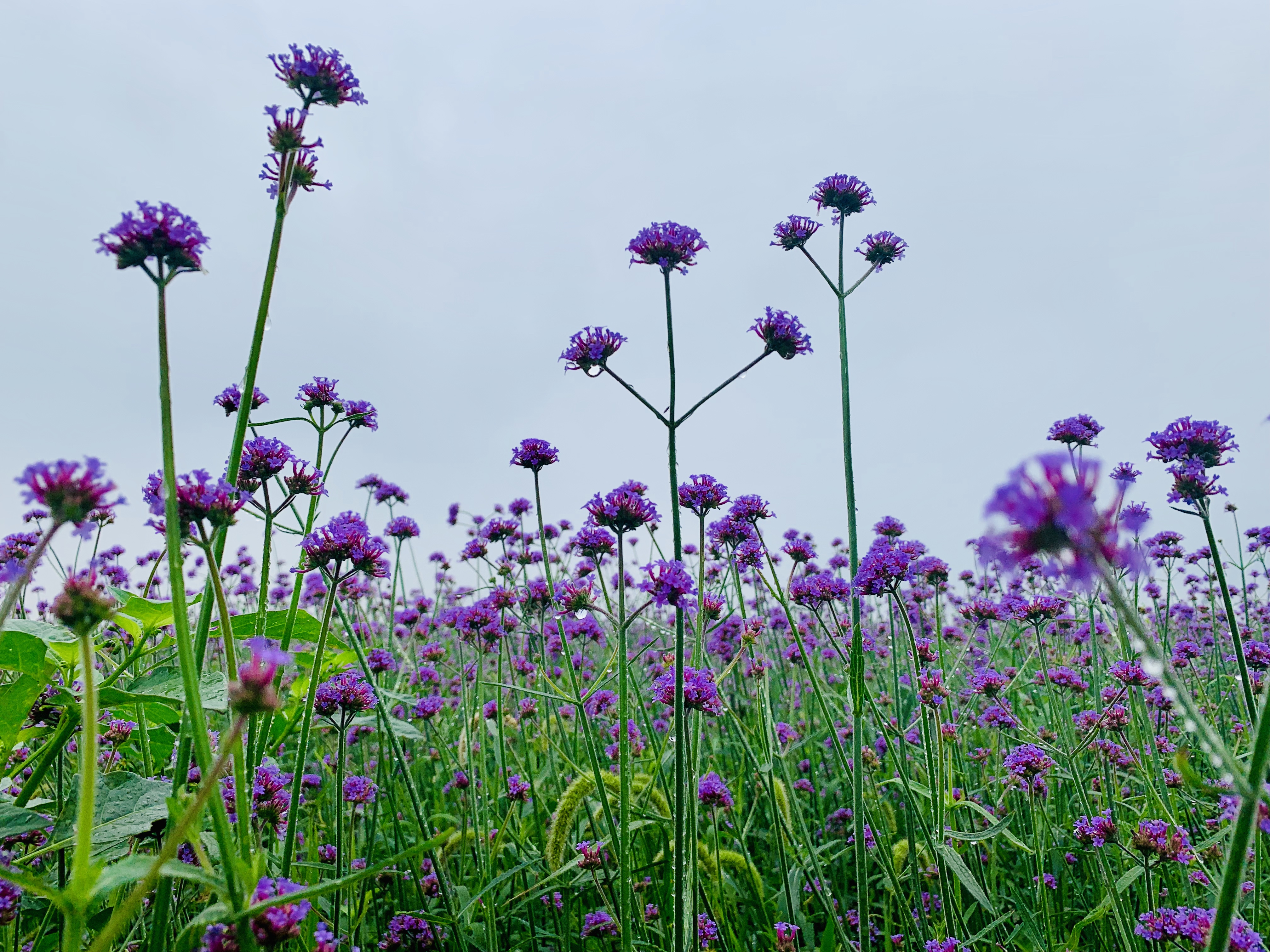 章丘平陵古城有片浪漫花海马鞭草绽放紫色普罗旺斯