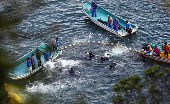 日本海豚湾进入血腥捕猎季将持续到明年4月
