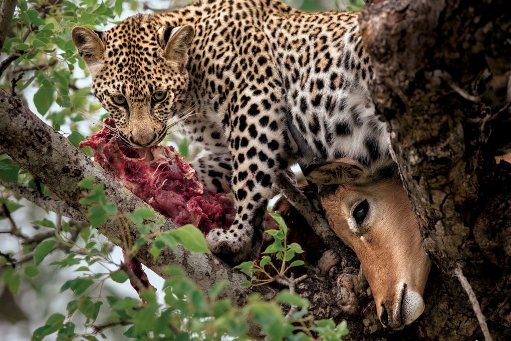 人类在400万年前就将食肉动物逼上绝路!