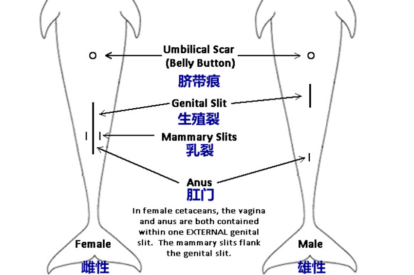 鲸鱼的生殖方式图片