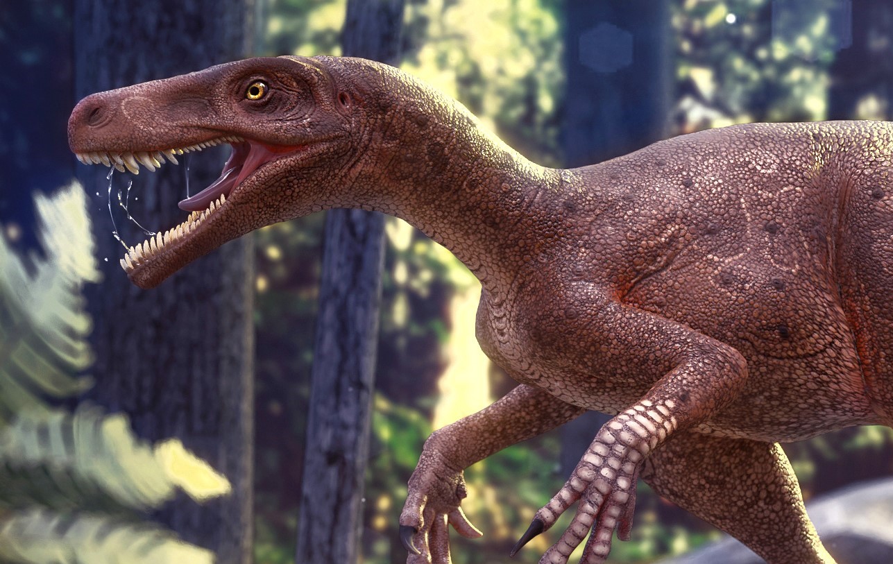 对于阿斯法托猎龙的研究表明异特龙类与巨齿龙类(斑龙类)有着共同的