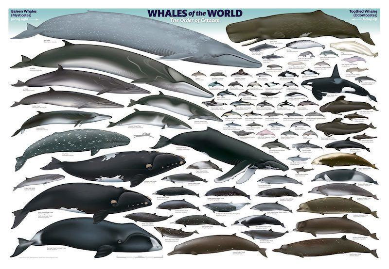 鲸鱼大小排名图片图片