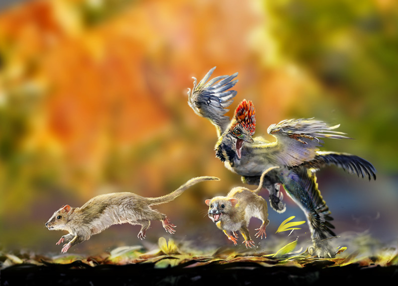 图注:侏罗兽的复原图,图片来自网络  从中华侏罗兽