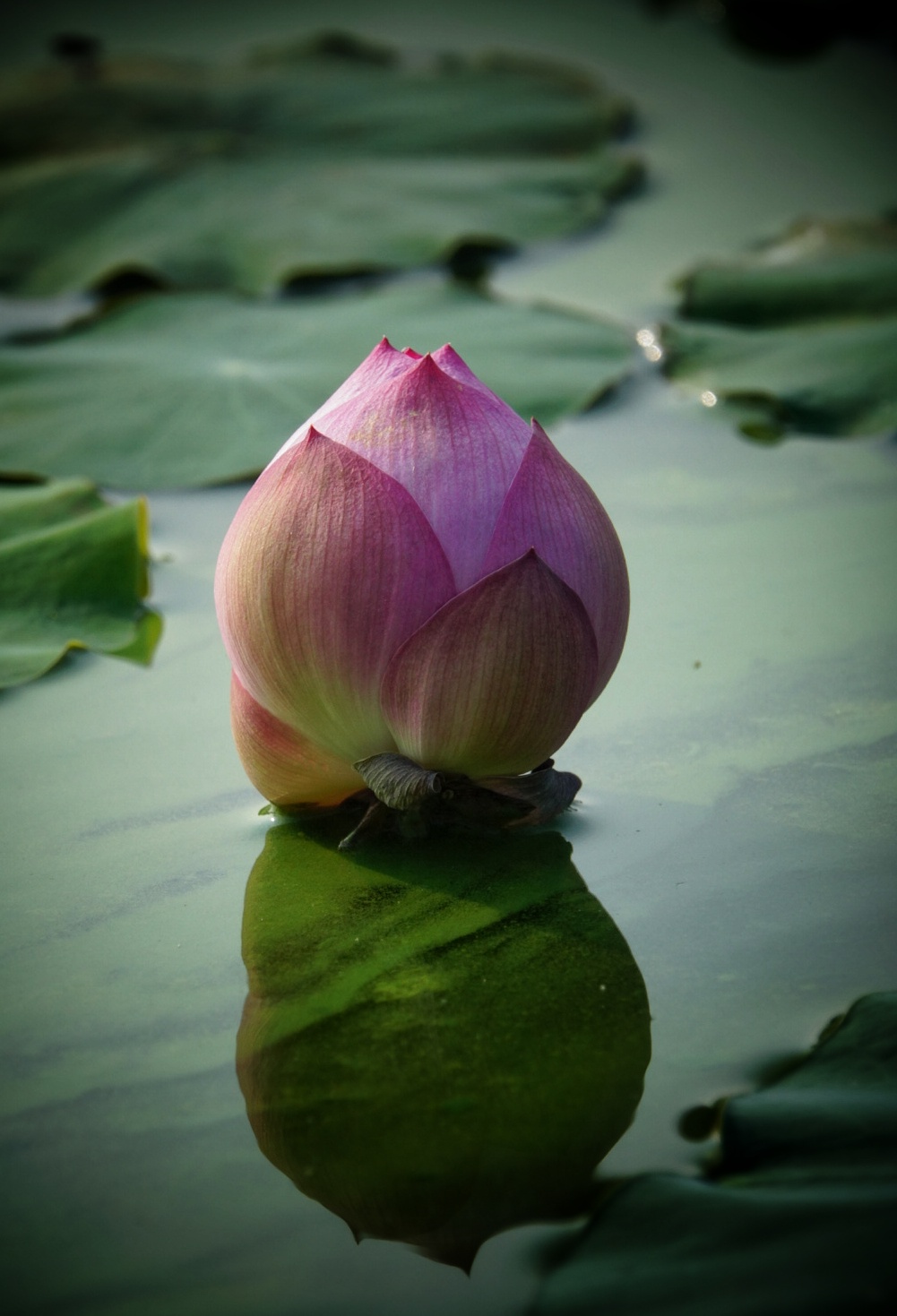 湖面上含苞欲放的荷花真像一颗水蜜桃
