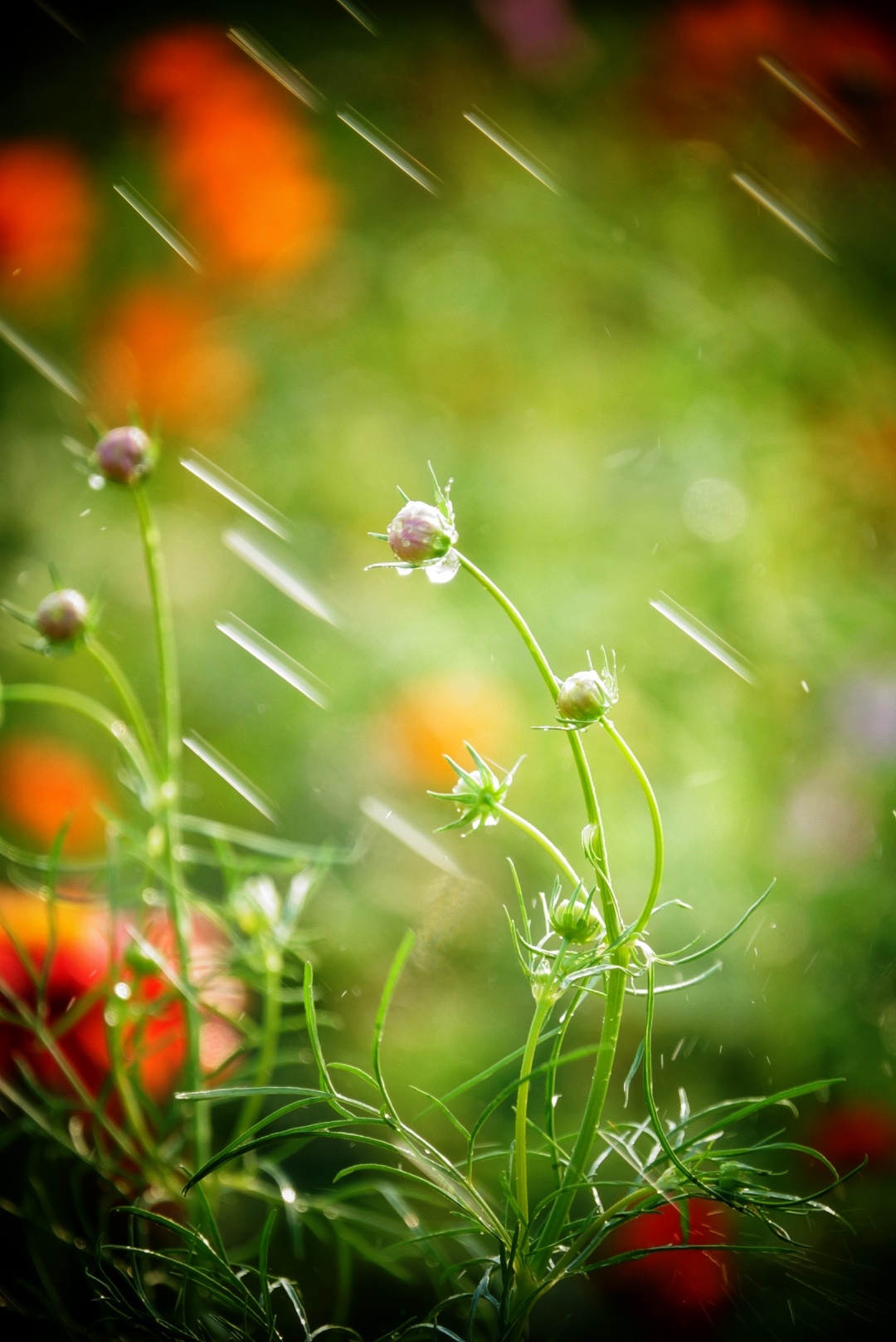 阳光下的格桑花洗着凉水澡水珠点点