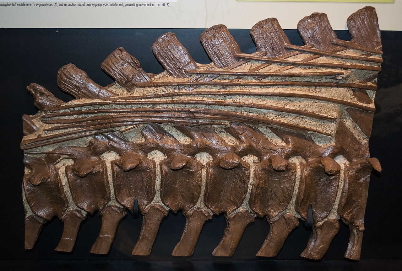 掘奔龙刚被命名的时候,研究者认为其属于棱齿龙科,它们是小型的植食性