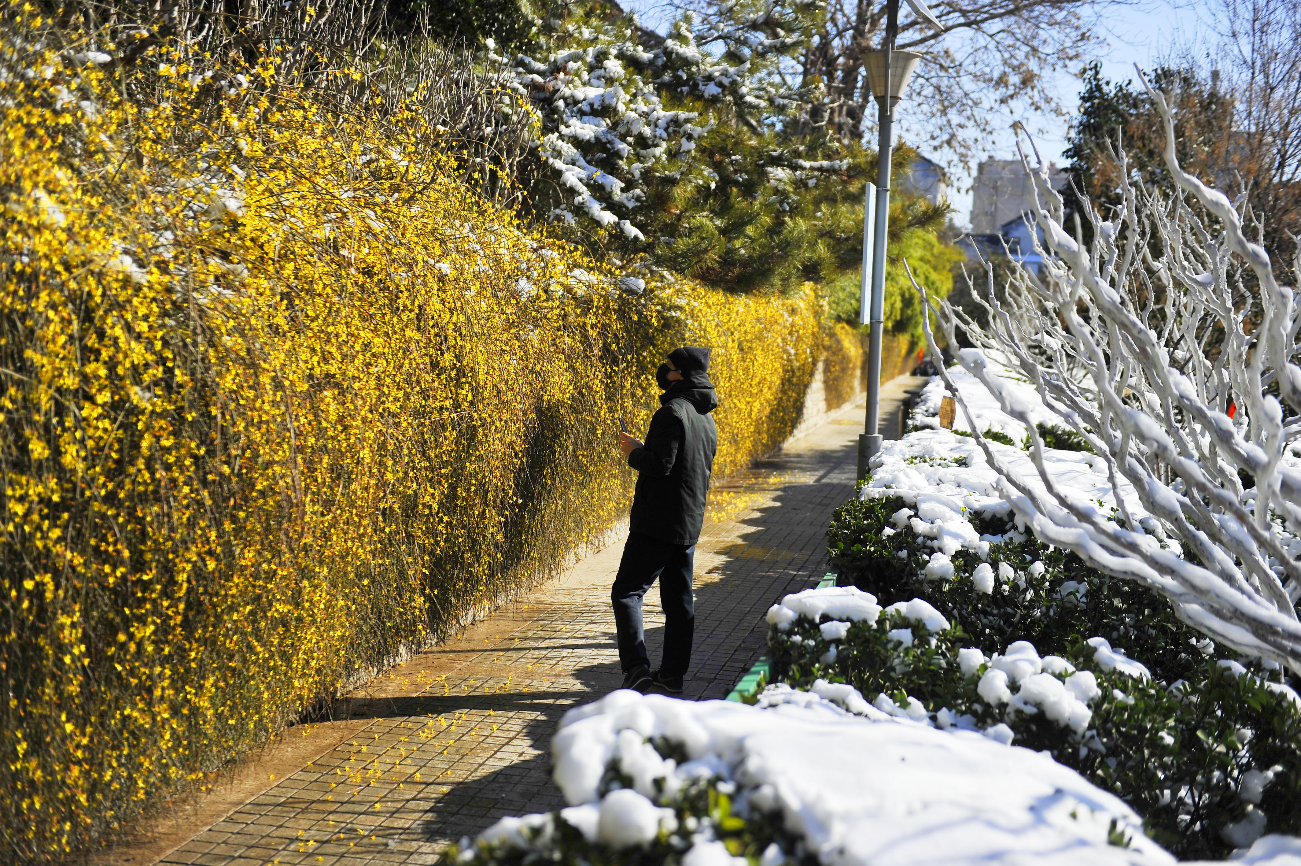 雪后济南,一半是春天一半是冬天_今讯网