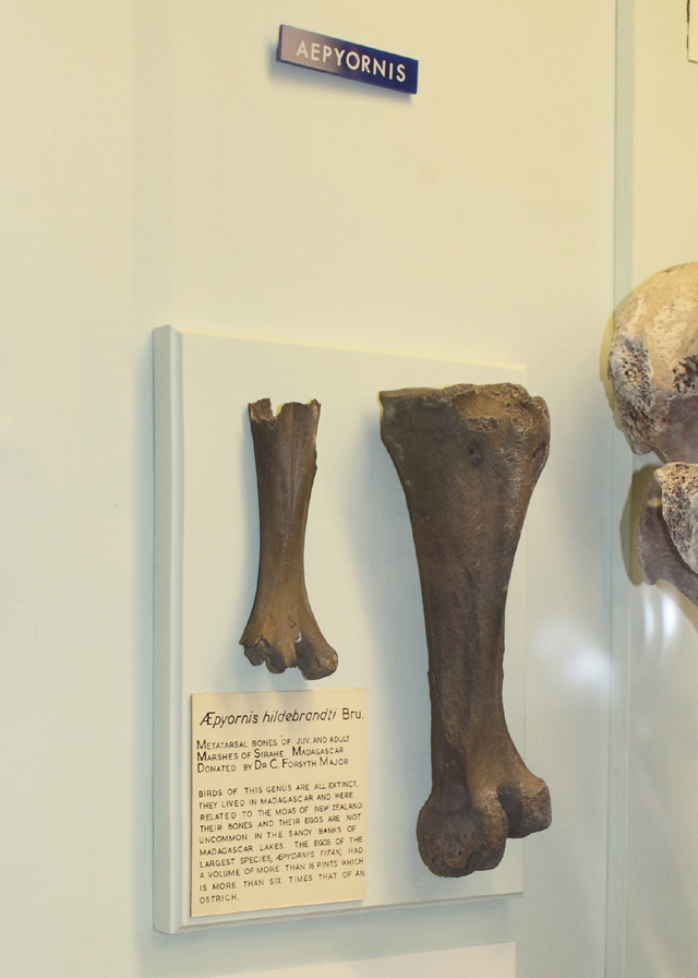 图注:鸵鸟(左)与象鸟(右)的骨骼对比,图片来自网络