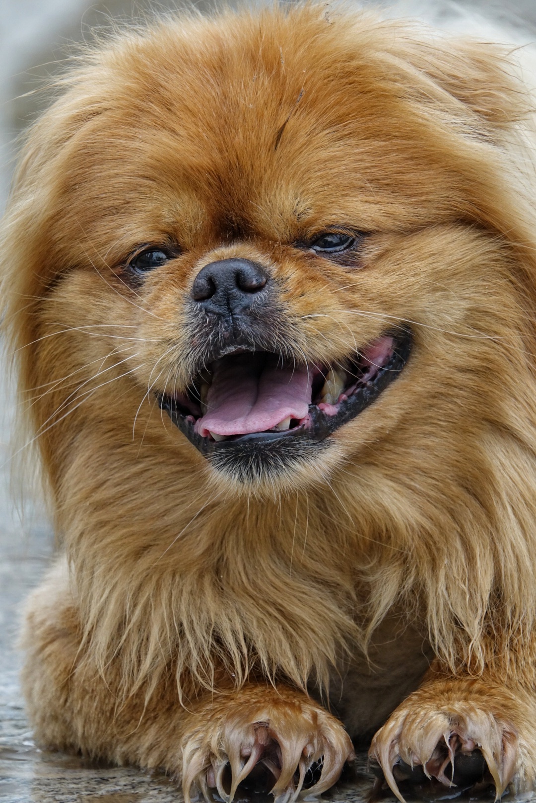 近距离观看一只狗狗的笑脸感觉萌萌哒