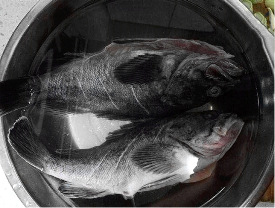 海黑鱼图片及营养价值图片