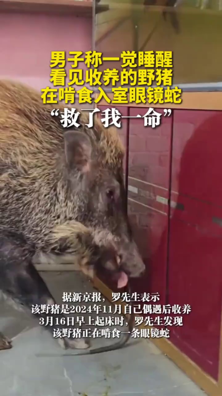男子称一觉睡醒，看见收养的野猪在啃食入室眼镜蛇“救了我一命”