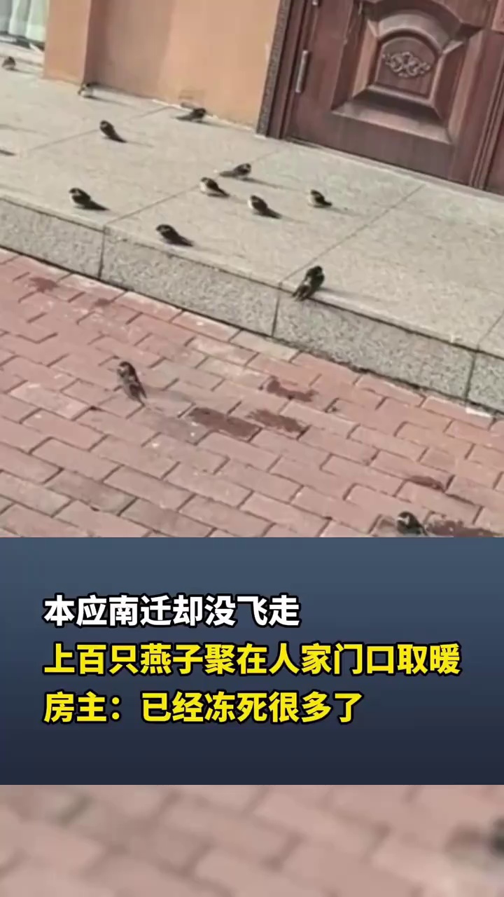 本应南迁却没飞走，上百只燕子聚在人家门口取暖，房主：已经冻死很多了