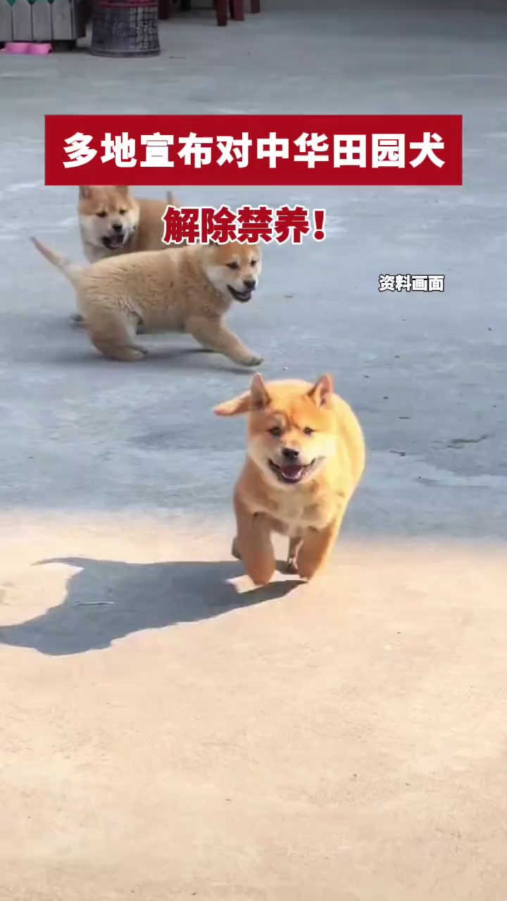 多地宣布对中华田园犬解除禁养！