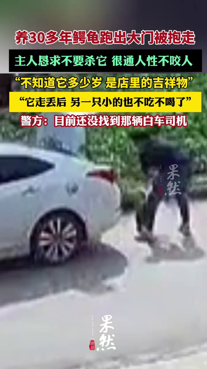 养了三十多年的鳄龟被过路司机抱走，主人恳求“不要杀它”，警方介入（极目新闻）