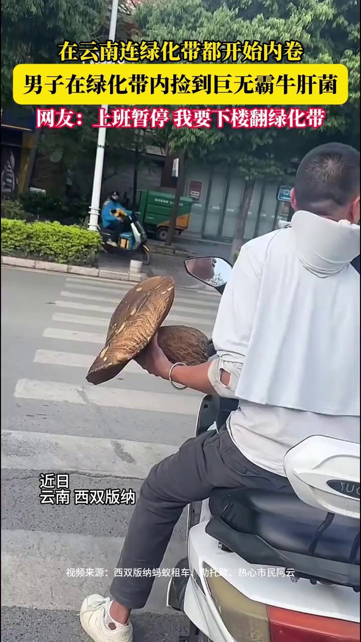 男子在绿化带内捡到巨无霸牛肝菌，网友：上班暂停，我要下楼翻绿化带