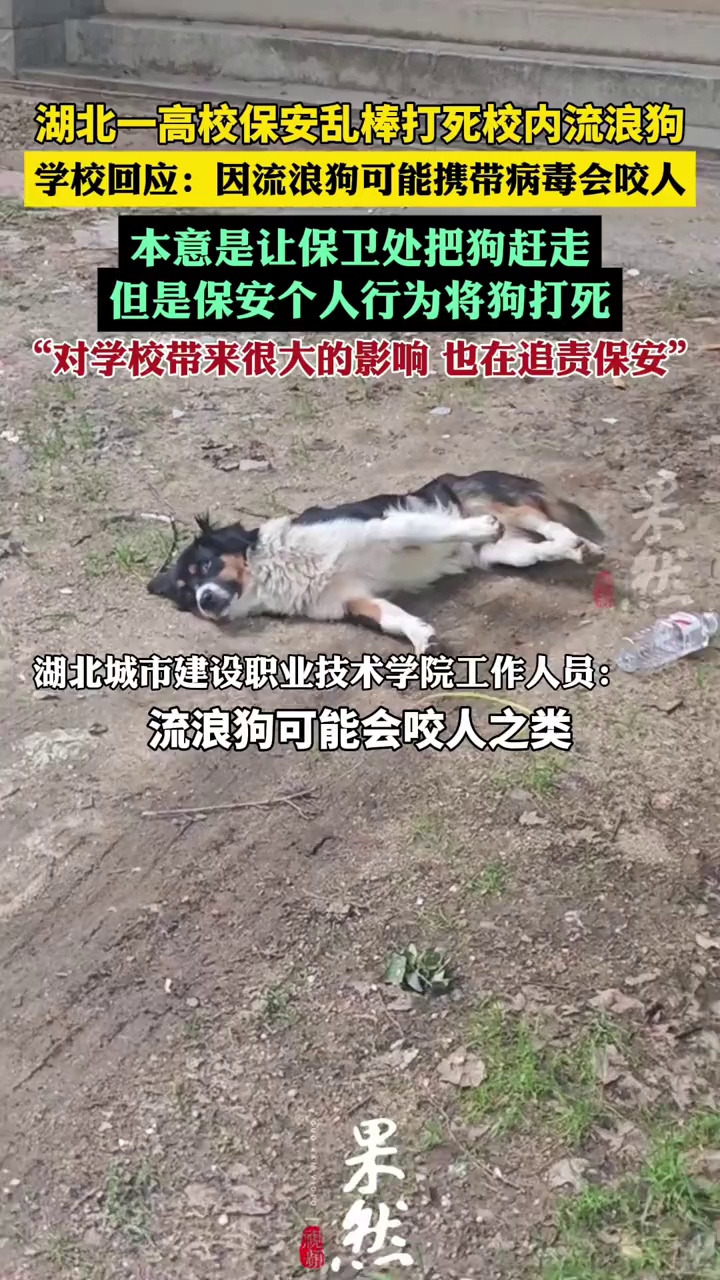 校方回应保安乱棒打死校内流浪狗（荔枝新闻）