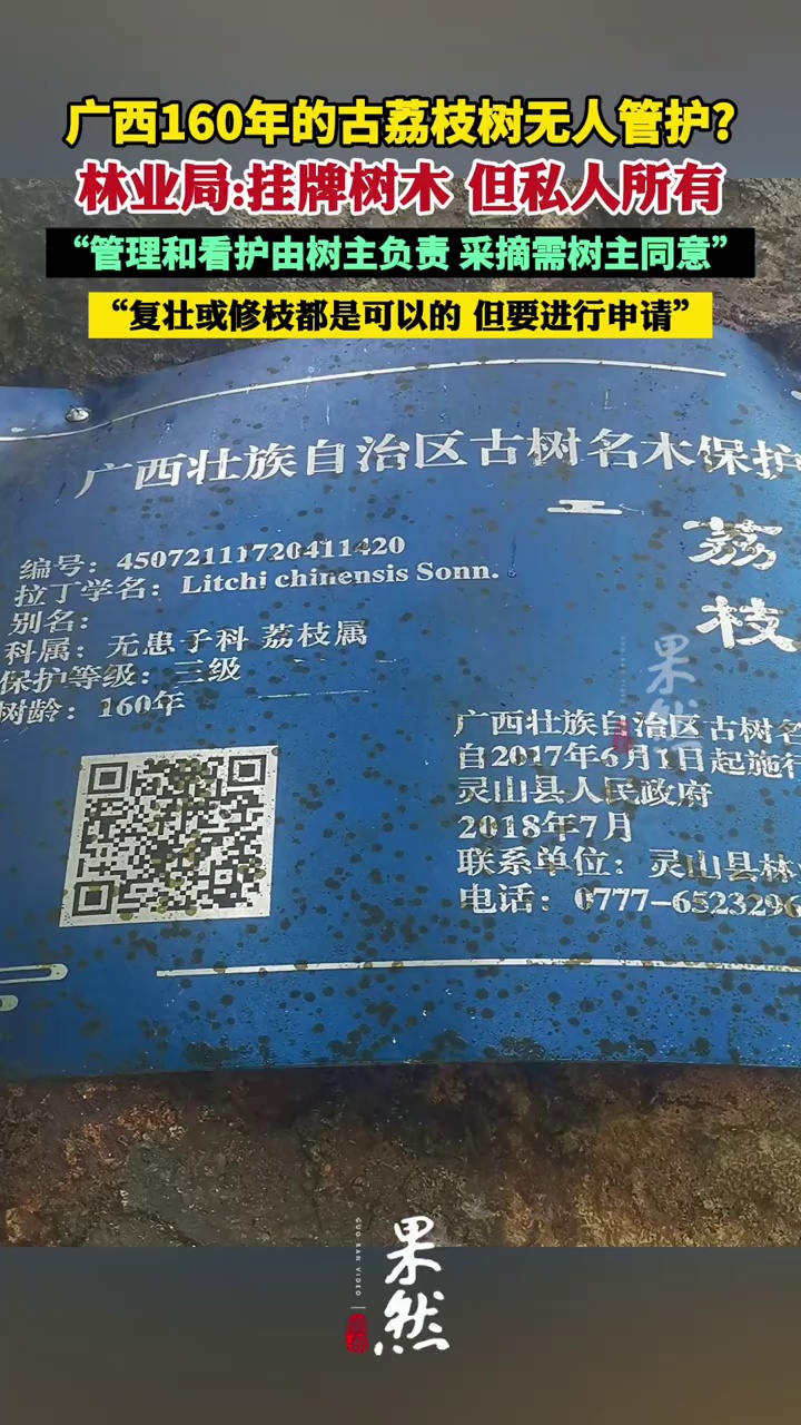 林业局回应广西一树龄160年的古荔枝树无人管护：私人所有，采摘需树主同意（九派新闻）