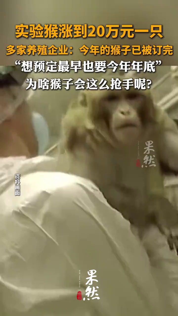 实验猴涨到20万元一只，多家养殖企业：今年的猴子已被订完，想预定最早也要今年年底