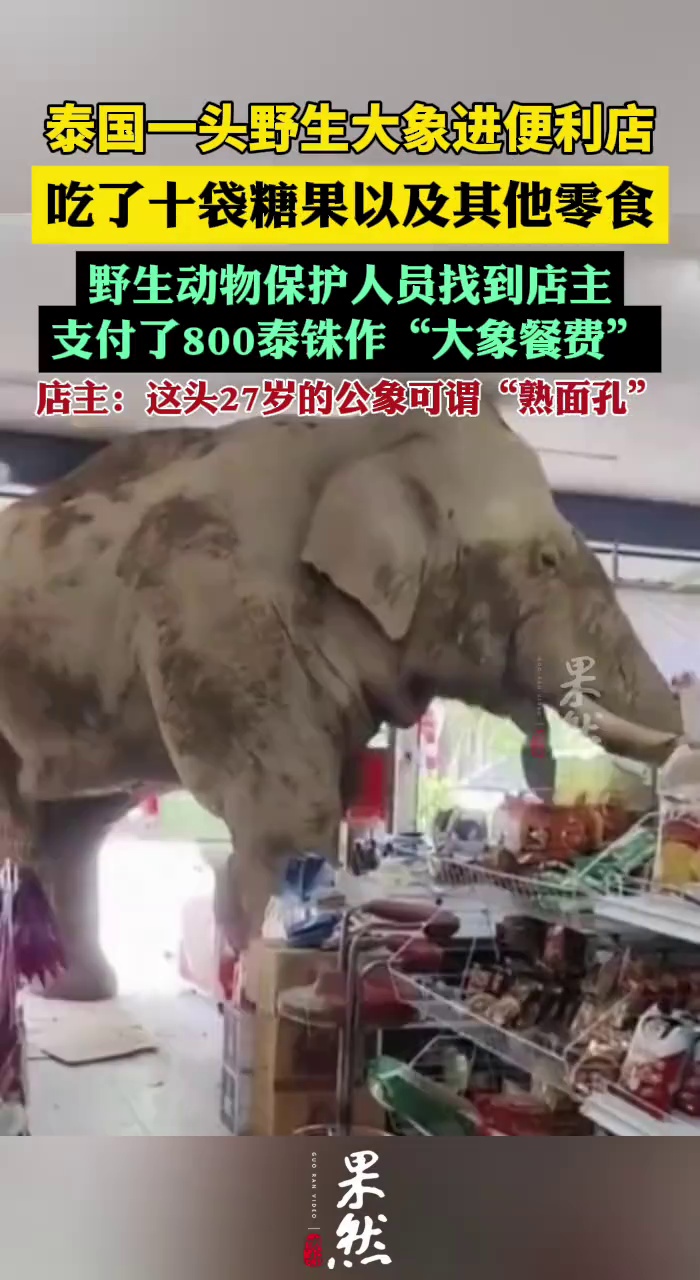 泰国大象进便利店吃零食（新华社 CMG国际时讯）