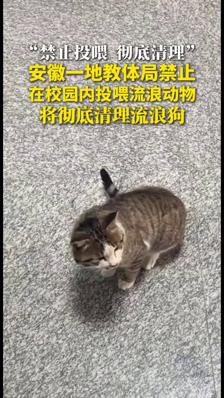 “禁止投喂，彻底清理”，安徽一地教体局禁止在校园内投喂流浪动物，将彻底清理流浪狗