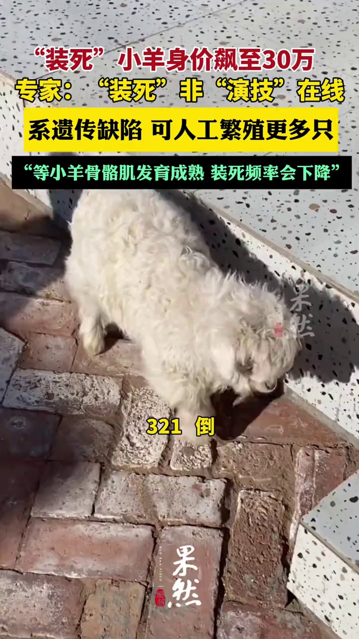 “装死”小羊身价飙至30万，专家：“装死”非“演技”在线，系因遗传缺陷，可以人工繁殖更多只