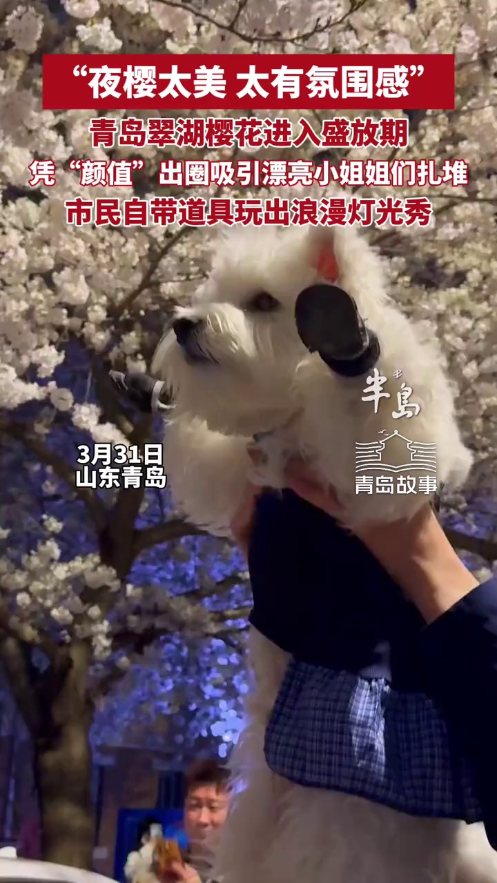“夜樱太美！太有氛围感”，青岛翠湖樱花进入盛放期，凭“颜值”出圈吸引漂亮小姐姐们扎堆