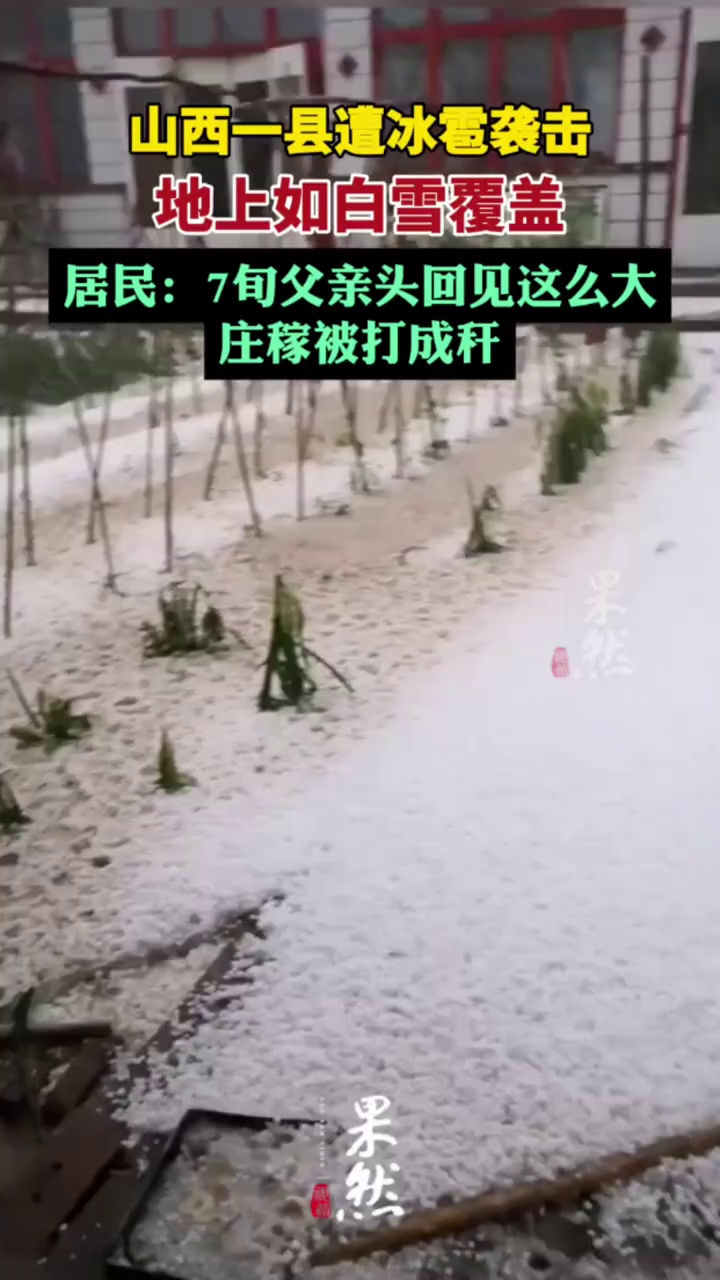 山西一地遭冰雹袭击庄稼被打成秆