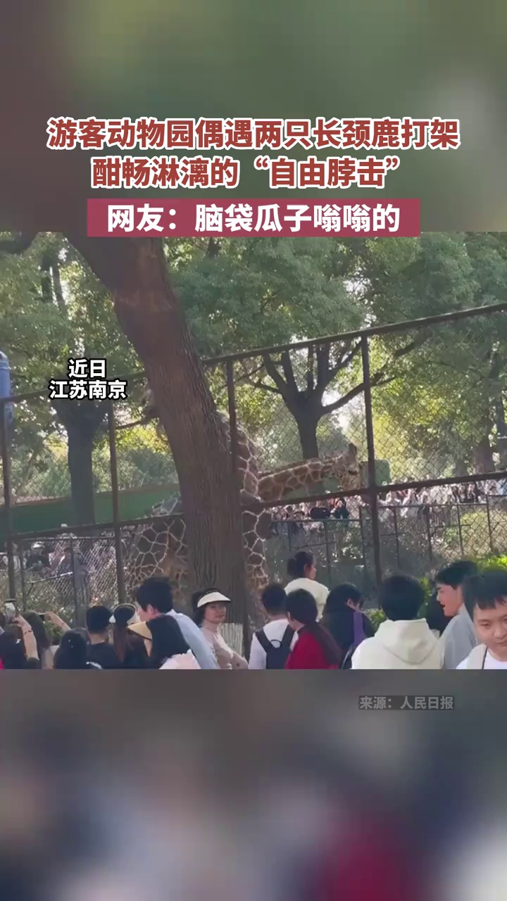 游客动物园偶遇两只长颈鹿打架“自由脖击”，网友：脑袋瓜子嗡嗡的